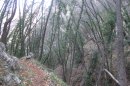 Forêt de Breil au collet d'Aïné
